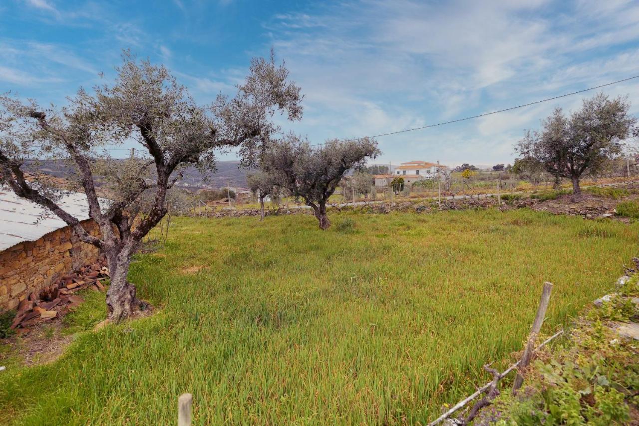 Pomar Das Oliveiras - Private Swimming Pool - Free Ev Chrg - Pet Friendly Carvalhal  Екстериор снимка